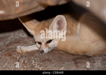 Fennec Fuchs Vulpes zerda Stockfoto