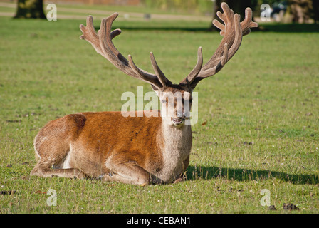 Red Deer Festlegung in einem Feld Stockfoto