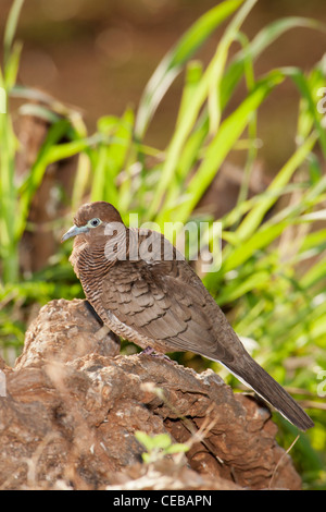 Zebra Taube, Geopelia Striata, Oahu, Hawaii Stockfoto