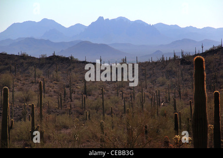 Saguaro-Kaktus Picacho Peak State Park-Arizona Stockfoto