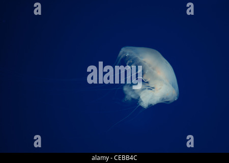 Atlantische Meer Brennnessel, Chrysaora quinquecirrha Stockfoto