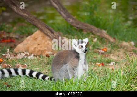 Katta Lemur Catta, eine Art von Primaten Stockfoto