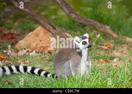 Katta Lemur Catta, eine Art von Primaten Stockfoto