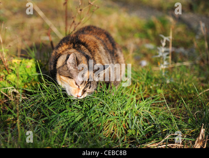 Eine Katze essen Rasen. Stockfoto