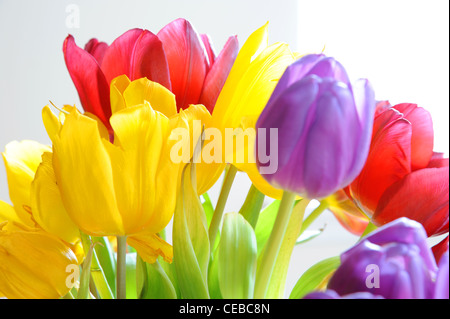 Ein paar bunte Tulpen. Stockfoto