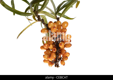 Früchte der Sanddorn, Latein. Hippophae, isoliert auf weißem Hintergrund Stockfoto