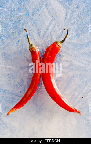 zwei rote Chilischoten im Winter Eis gefroren Stockfoto