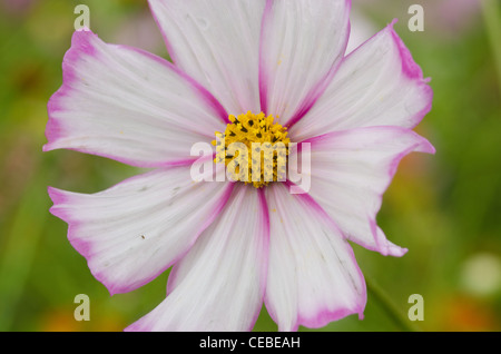 Nahaufnahme eines einzigen weißen und rosa Blüten, cosmos Cosmos Bipinnatus Stockfoto