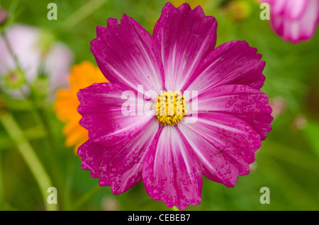 Nahaufnahme einer einzelnen Blume, Rosa cosmos Cosmos Bipinnatus Stockfoto