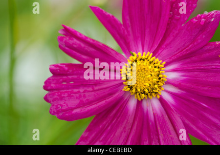 Nahaufnahme einer einzelnen Blume, Rosa cosmos Cosmos Bipinnatus Stockfoto