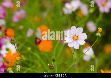 Ein Feld von cosmos Blumen, Cosmos Bipinnatus, in Japan Stockfoto
