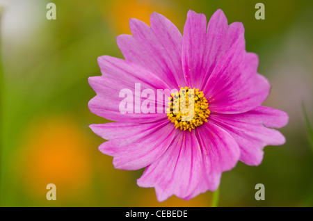 Nahaufnahme einer einzelnen Blume, Rosa cosmos Cosmos Bipinnatus Stockfoto