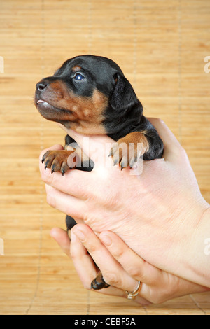 Zwergpinscher Welpen, 3 Wochen alt Stockfoto