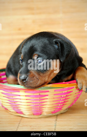 Zwergpinscher Welpen, 3 Wochen alt Stockfoto