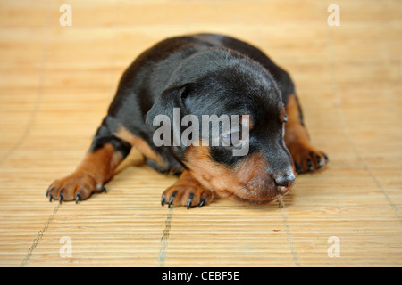 Zwergpinscher Welpen, 3 Wochen alt Stockfoto