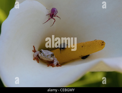 Bemalte Reed Frog (Hyperolius Marmoratus) Ort: Noetzie Lagune - Südafrika Stockfoto