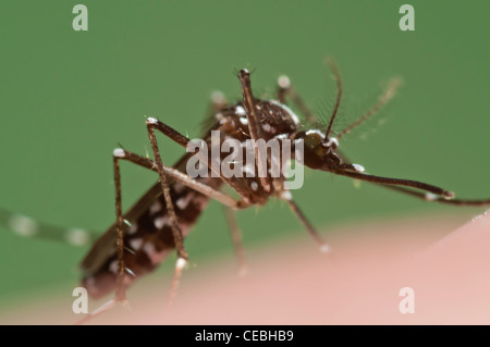 Weibliche Aedes Albopictus, die Asiatische Tigermücke, beißen auf der menschlichen Haut für eine Blutmahlzeit Stockfoto