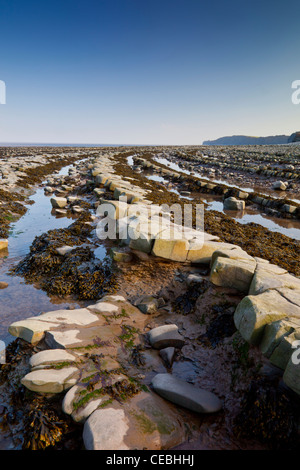 Dramatische blaue Lias rock Schichten am Strand von Kilve auf den Kanal von Bristol, Somerset, England, UK Stockfoto