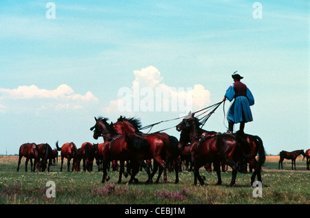 Eine Csiko montiert Pferd - Hirt in traditionellen Trachten, die auf dem Rücken von zwei Galoppierenden Nonius ungarische Pferderasse beim Steuern eines weiteren drei donnernden entlang vor in der Großen Ungarischen Tiefebene die Puszta von Hortobagy National Park in der Nähe von Debrecen Ostungarn genannt Stockfoto