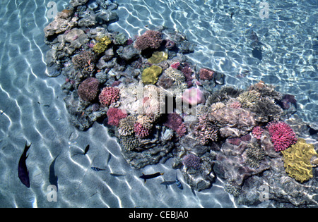 Coral finden im Dolphin Reef eine hufeisenförmige See-pen Holding captive Delphine im Golf von Eilat in der nord-östlichen Roten Meer in der Nähe der Stadt Eilat im südlichen Israel Stockfoto