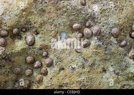 Napfschnecken auf Felsen, Whitecliff Bay Isle Of Wight, Hampshire, England. Stockfoto