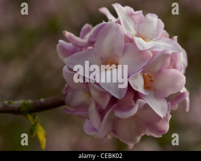 Daphne Bholua Jacqueline Postill Stockfoto