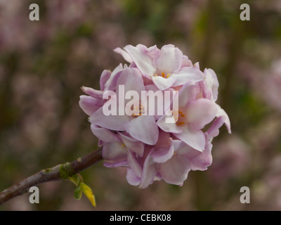 Daphne Bholua Jaqueline Postill Stockfoto