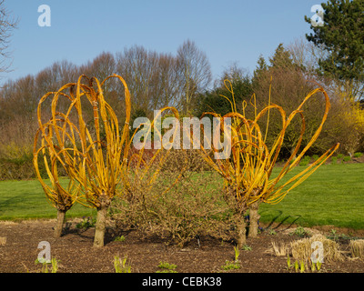 Pollarded und gebunden Willow Stiele von Salix alba var. vitellina an RHS Hyde Hall Stockfoto