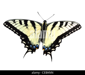 Östliche Tiger Schwalbenschwanz Schmetterling auf weiß Stockfoto