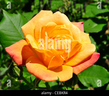 rosa Rose erblühen, Nahaufnahme Stockfoto