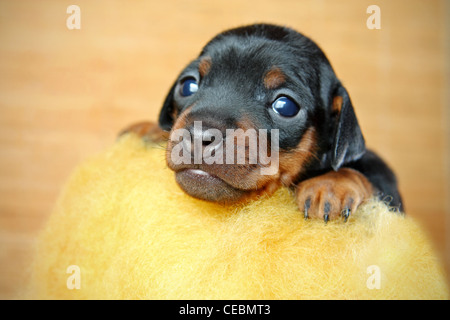 Zwergpinscher Welpen, 3 Wochen alt Stockfoto