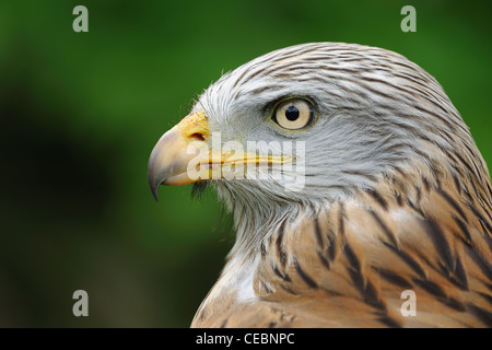 Profil von ein Rotmilan Stockfoto