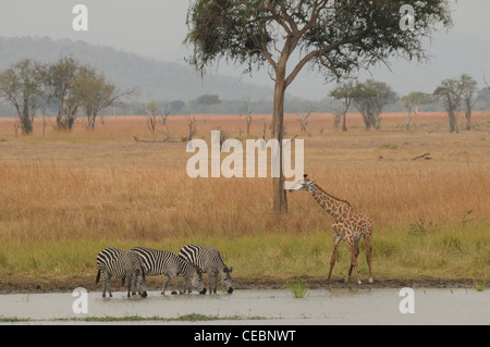 Zebras und Giraffen rund um eine Wasserstelle in der Savanne im Mikoumi National Park, Tansania Stockfoto