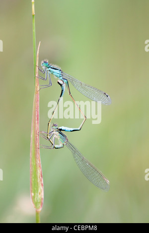 Passende Paar von Blue-tailed damselflies (Ischnura elegans) auf Gras Stammzellen Stockfoto