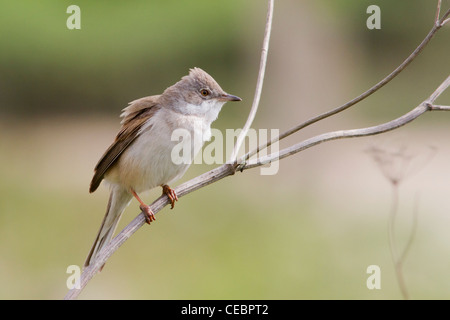 Whitethroat (Sylvia communis) auf Zweig gehockt Stockfoto