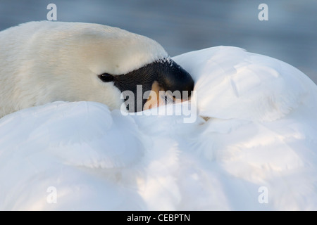 Höckerschwan (Cygnus olor) in Ruhe Stockfoto