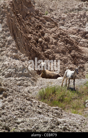 Custer State Park Black Hills Bighorn Sheep Wild Animal National Park Badlands oberhalb von South Dakota in den USA USA niemand vertikal hochauflösende Tiere Stockfoto