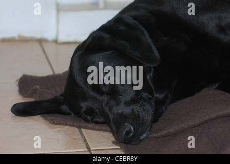 Schlafen schwarzen Labrador Hund Stockfoto