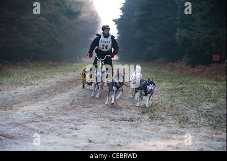 Britische Siberian Husky Racing Association Veranstaltung an Elveden Forest, Suffolk, UK. Vier Hunde Mannschaften, die auf einen zeitgesteuerten Schoß. Stockfoto