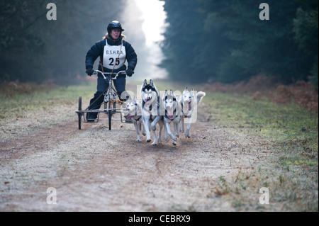 Britische Siberian Husky Racing Association Veranstaltung an Elveden Forest, Suffolk, UK. Vier Hunde Mannschaften, die auf einen zeitgesteuerten Schoß. Stockfoto