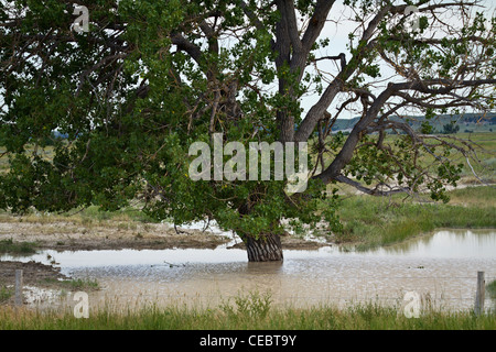 Großaufnahme der Flut von Bäumen unter Wasser von oben Bilder Bilder Fotos horizontal in den USA USA Hi-res Stockfoto