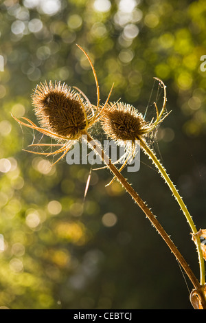 Samenkapseln von gemeinsamen Karde oder Dipsacus Fullonum im Herbst Hintergrundbeleuchtung Stockfoto