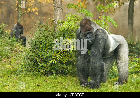 Führend Silverback Gorilla beobachten sein Revier Stockfoto