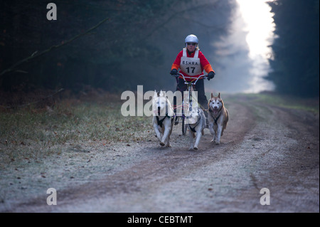 Britische Siberian Husky Racing Association Veranstaltung an Elveden Forest, Suffolk, UK. Vier Hunde Mannschaften, die auf einen zeitgesteuerten Schoß. Stockfoto