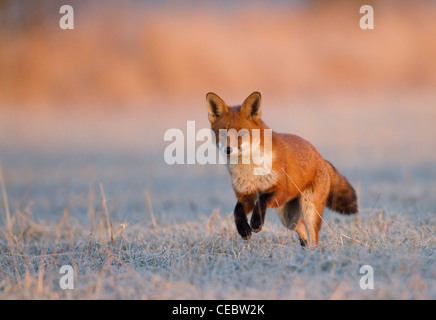 Fuchs zum Sprung bereit Stockfoto