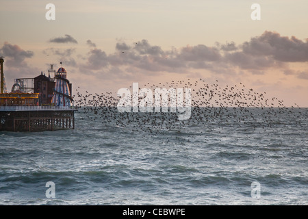 Blick auf den Star (Sturnus Vulgaris) Murmuration am Pier von Brighton Stockfoto