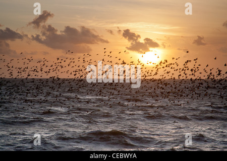 Blick auf den Star (Sturnus Vulgaris) Murmuration am Pier von Brighton Stockfoto