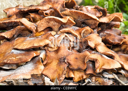 Aufgehäuften Hallimasch (Armillaria Mellea) in England. Stockfoto