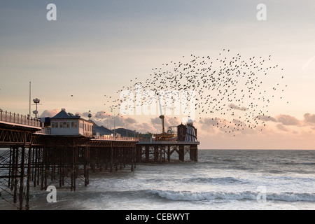 Blick auf den Star (Sturnus Vulgaris) Murmuration am Pier von Brighton Stockfoto