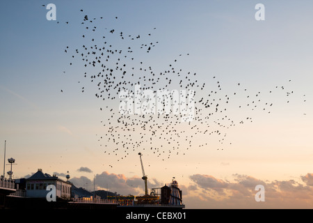 Blick auf den Star (Sturnus Vulgaris) Murmuration am Pier von Brighton Stockfoto